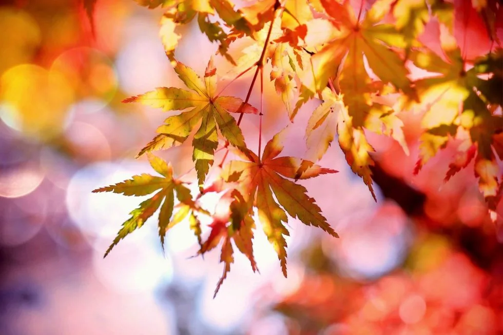 PBN Hosting’s September Updates